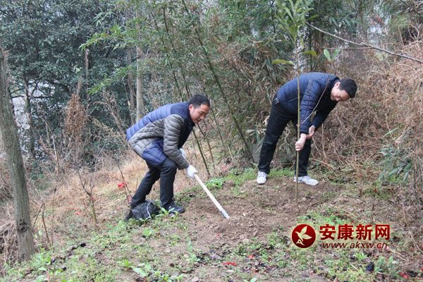 3��11�������޿hֱ�C(j��)�P(gu��n)300���˅����x��(w��)ֲ���ӣ���(d��ng)����ֲ���˘�1400����ԓ�hӋ(j��)������G������6.2�f�������д�����