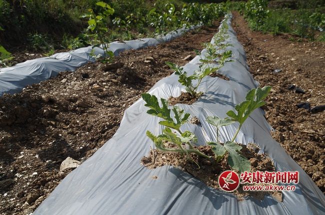 ��һ������L��ϲ�ˣ��Y���ֽ�B���@��һ�N�� �����۵ă�(y��u)�|(zh��)����Ʒ�N��Ŀǰ�Ј�ϡȱ���ۃr����������ͨƷ�N���ϡ�.JPG