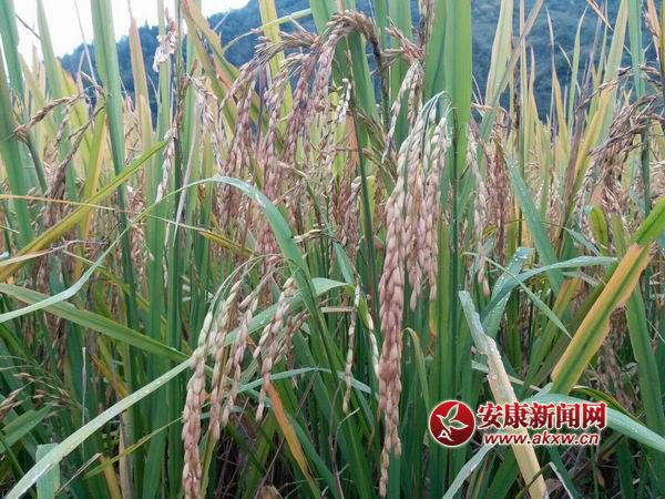 �{(di��o)����С mmexport1508136762911.jpg