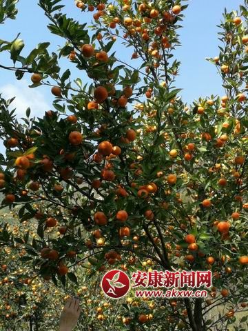 �{(di��o)����С mmexport1509844146036.jpg