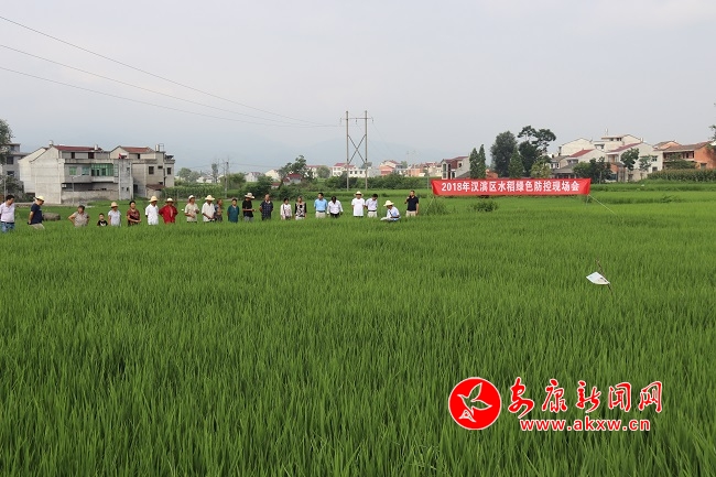 無(wú)人機(jī)顯身手 稻田內(nèi)忙飛防1.JPG