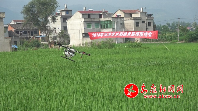 無(wú)人機(jī)顯身手 稻田內(nèi)忙飛防.jpg