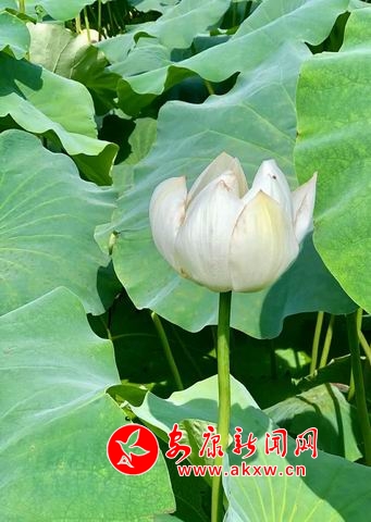 �{(di��o)����С ΢�ňDƬ_20180723112539.jpg