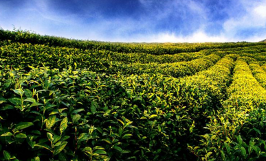 ���l(xi��ng)�¸�