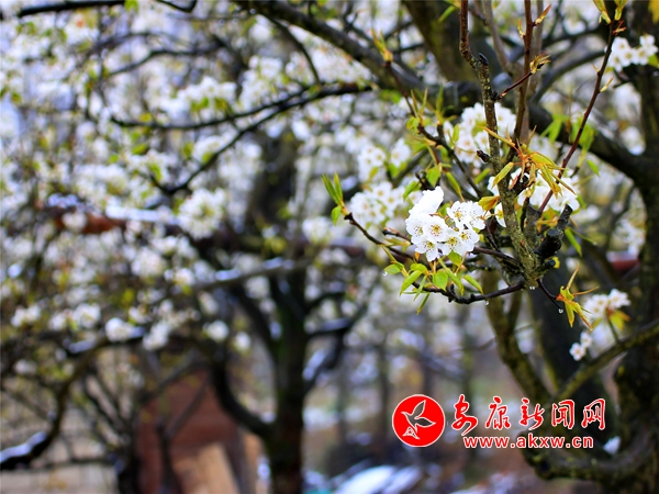 ��ѩ���滨