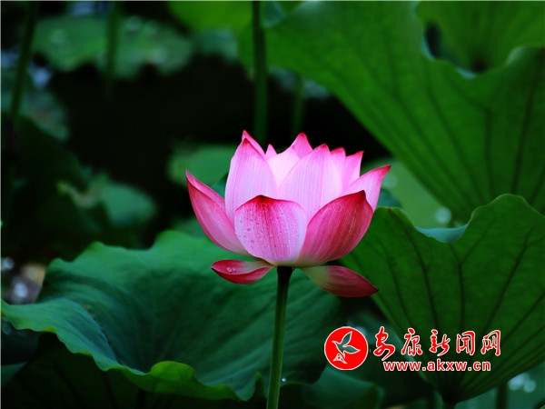 ƽ���������������Íu�Ϻɻ��_