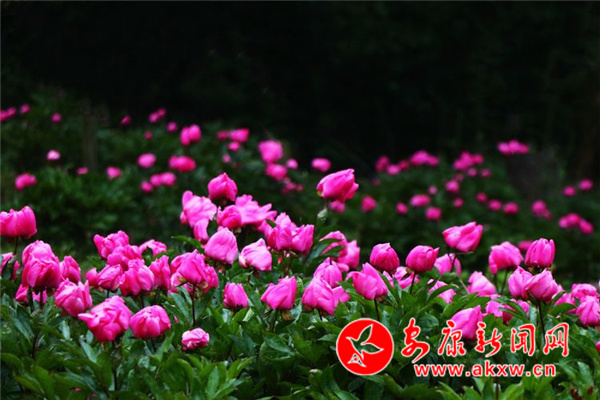 Ѯ�(y��ng)����ˎ���_���Gɽ��