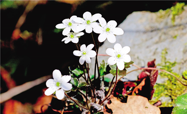 �������ӡ�������⯶���(x��)��