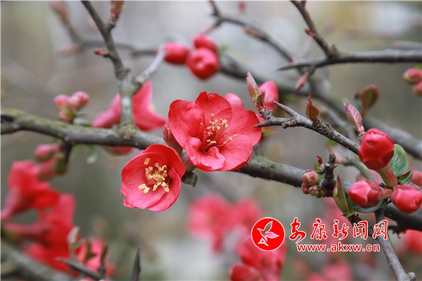 ���ް�ɽ��ϡֲ��@���Ļ��M���p����