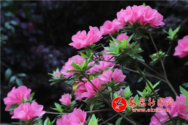 ���N��ʢ�_ ���B(t��i)���҈@