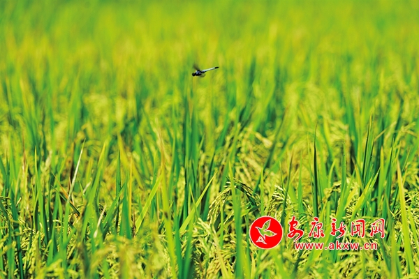 �\�C�P�ߡ��S�����箋(hu��)