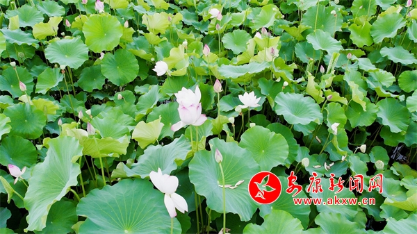 ǧ���ɻ�ʢ�_