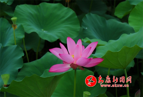 Ѯ�(y��ng)��ӣ����١��ɡ�����