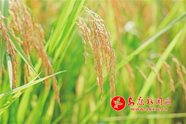 �����S �Z�M�}(c��ng)