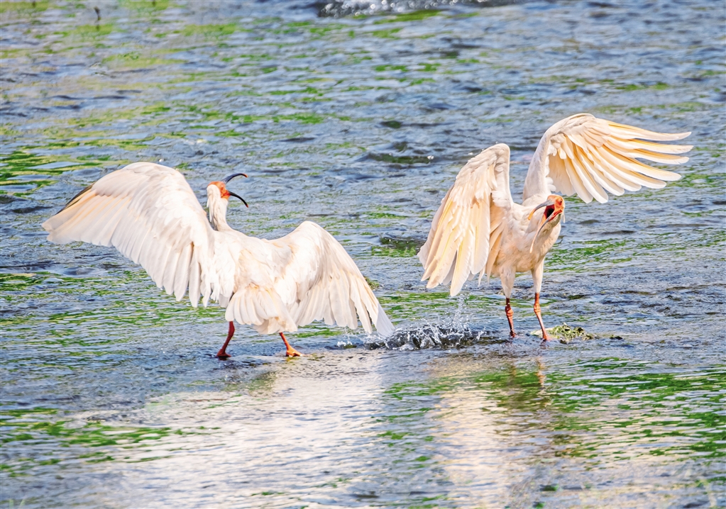 ���q�ґ�Ғʳ