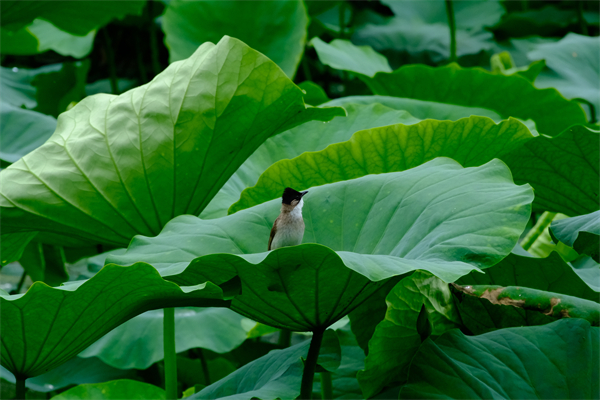 ��ǰɽ��ˮ�� �����B�Z�x�Q