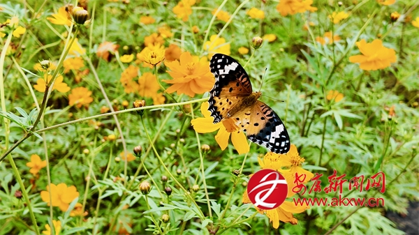 �պ�ʢ�����́�(l��i)