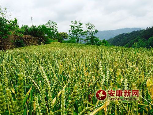 ϣ����ɽ�l(xi��ng)