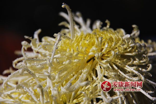 9���ջ���������ʢ�_(k��i)�����������������Ƣ������ӭ�L(f��ng)ŭ����׿Ȼ���������S�ٻ�ͬ�������c�ٻ���(zh��ng)�������c������(zh��ng)�s�����c�ĺɠ�(zh��ng)�G