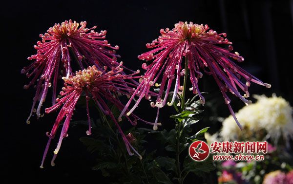 2���ջ���ʒɪ�����L�Џ�����׌���c����ļ���(ji��)���ˎ׷������͜�������ɫ�ջ��_�û��F�\�������涷�G��׌���p�Đ�Ŀ���ĕ�������