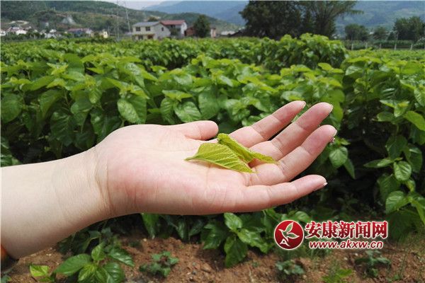 ���B(t��i)����µġ���C�ӡ�