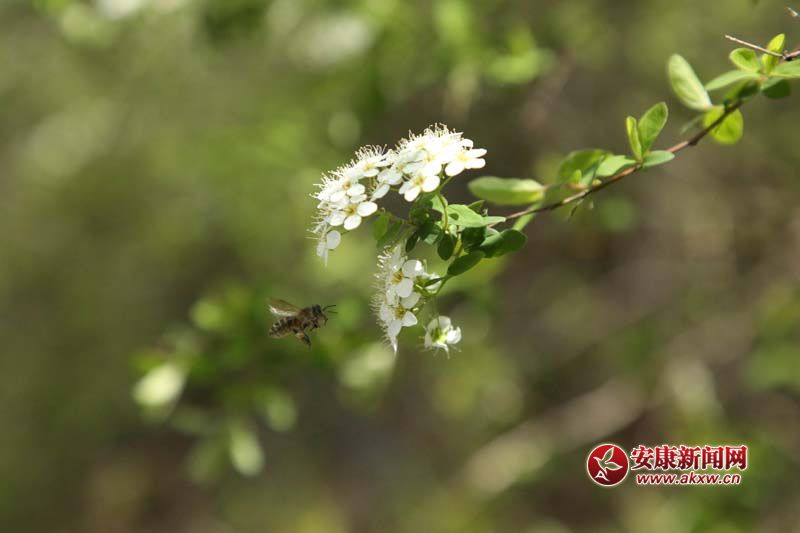 ʯȪ��Ϫ�(zh��n)С�(zh��n)��ɫ